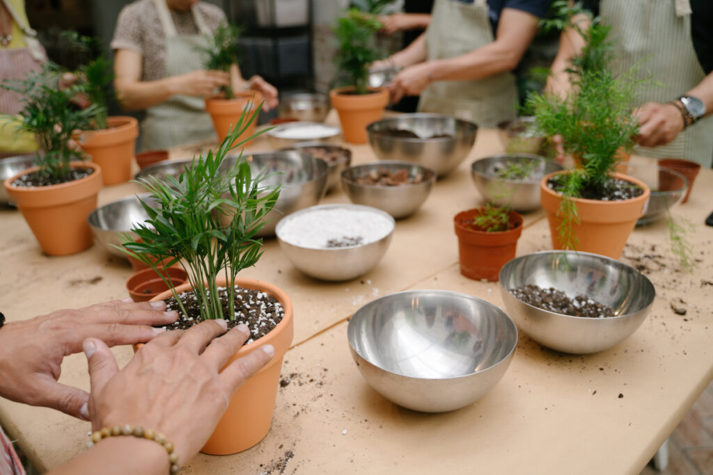 planting plants in pots